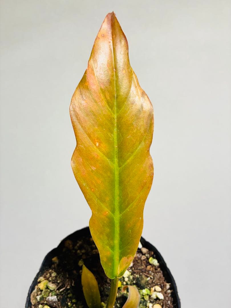 フィロデンドロン キャラメルマーブル Caramel Marble