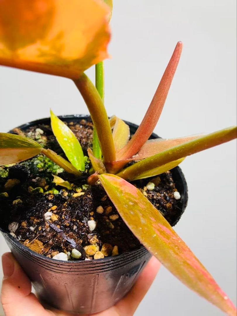 フィロデンドロン キャラメルマーブル Caramel Marble