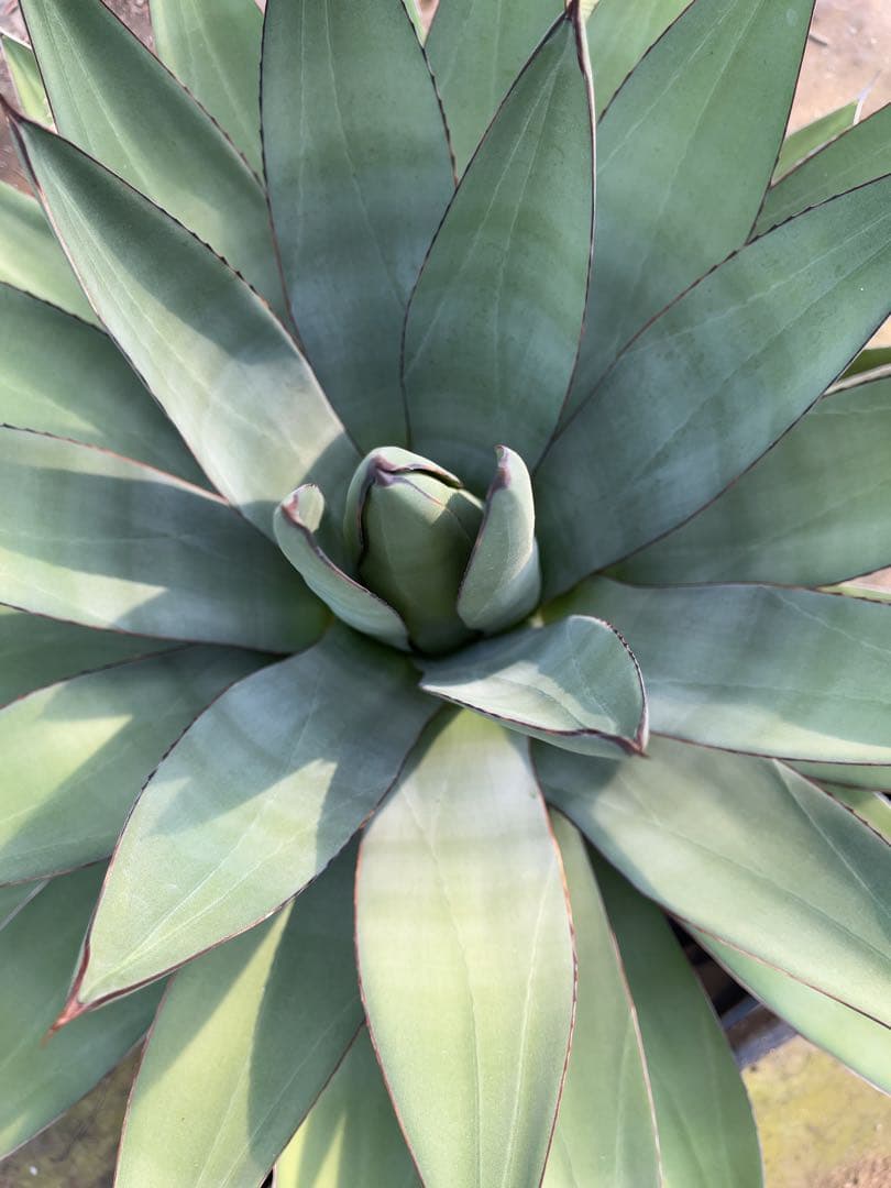 アガベ　オバティフォリア✖️ビクトリアレジーナ　大株