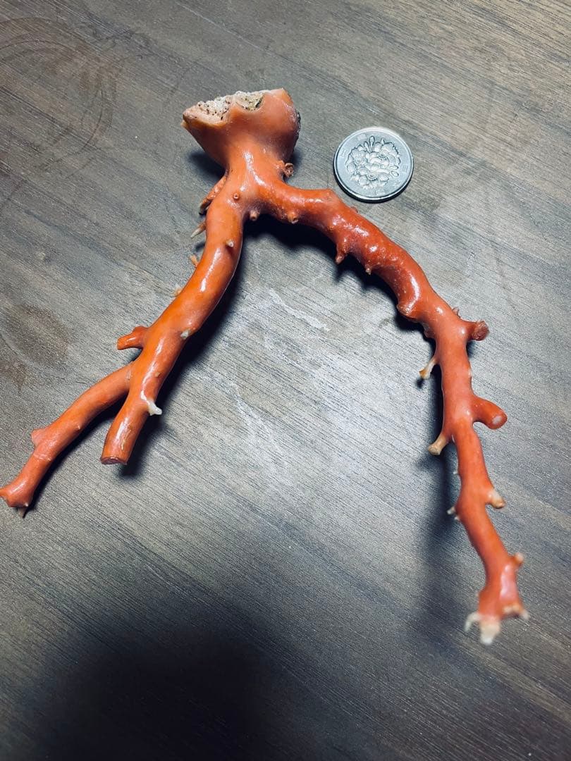 本珊瑚　珊瑚原木　宝石珊瑚　置物　桃珊瑚　赤珊瑚　コーラル　ルース　研磨済