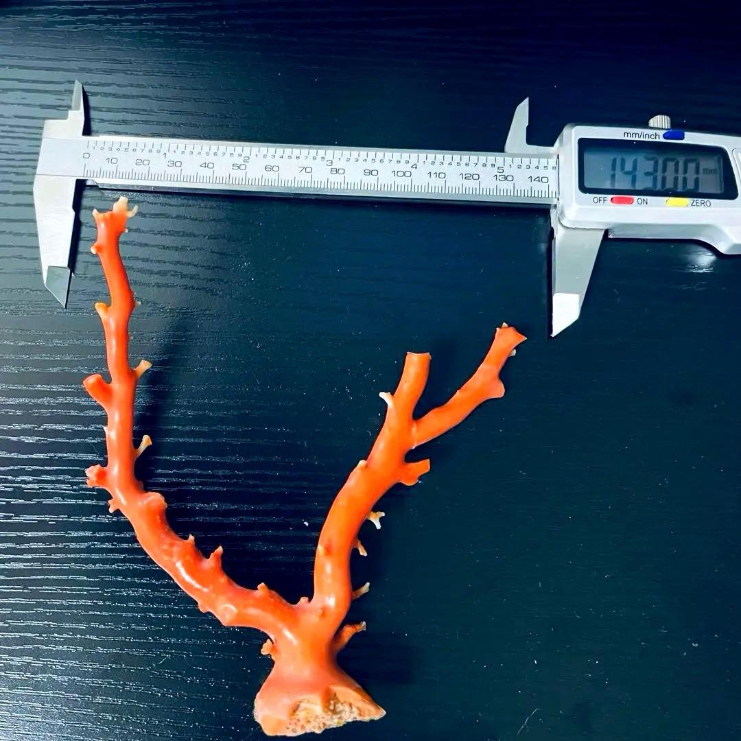 本珊瑚　珊瑚原木　宝石珊瑚　置物　桃珊瑚　赤珊瑚　コーラル　ルース　研磨済