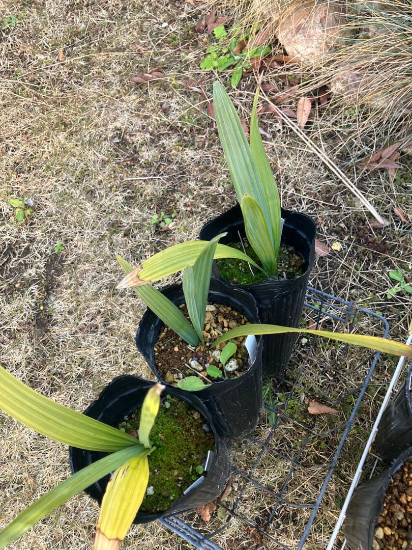 耐寒性　ヤシ　2種　計８株　ブラヘアアルマータ ５株 ミキナシサバル3株