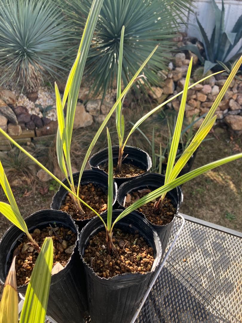 耐寒性　ヤシ　2種　計８株　ブラヘアアルマータ ５株 ミキナシサバル3株