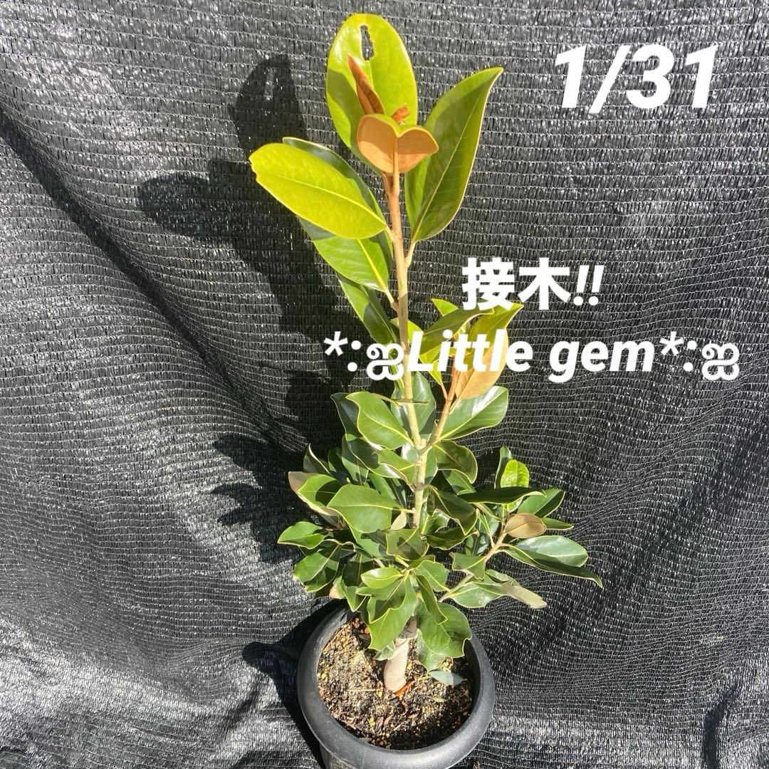 ③*:ஐ四季咲き・矮性！*:ஐ丈夫な接木・タイサンボク・苗木【リトルジェム】8号
