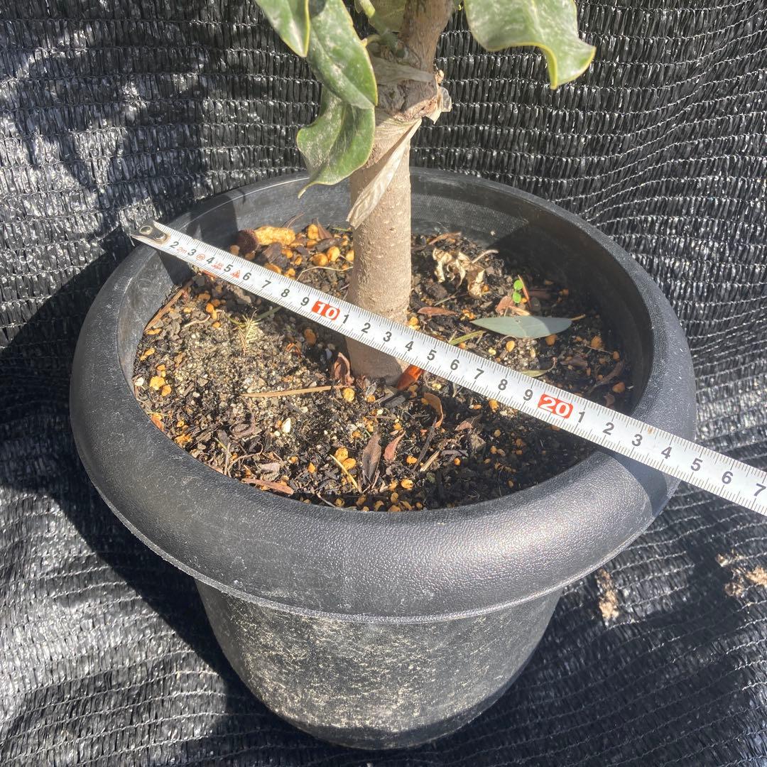 ③*:ஐ四季咲き・矮性！*:ஐ丈夫な接木・タイサンボク・苗木【リトルジェム】8号