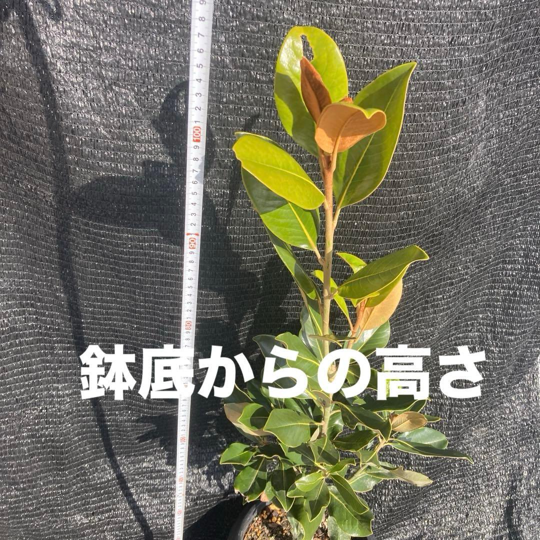 ③*:ஐ四季咲き・矮性！*:ஐ丈夫な接木・タイサンボク・苗木【リトルジェム】8号