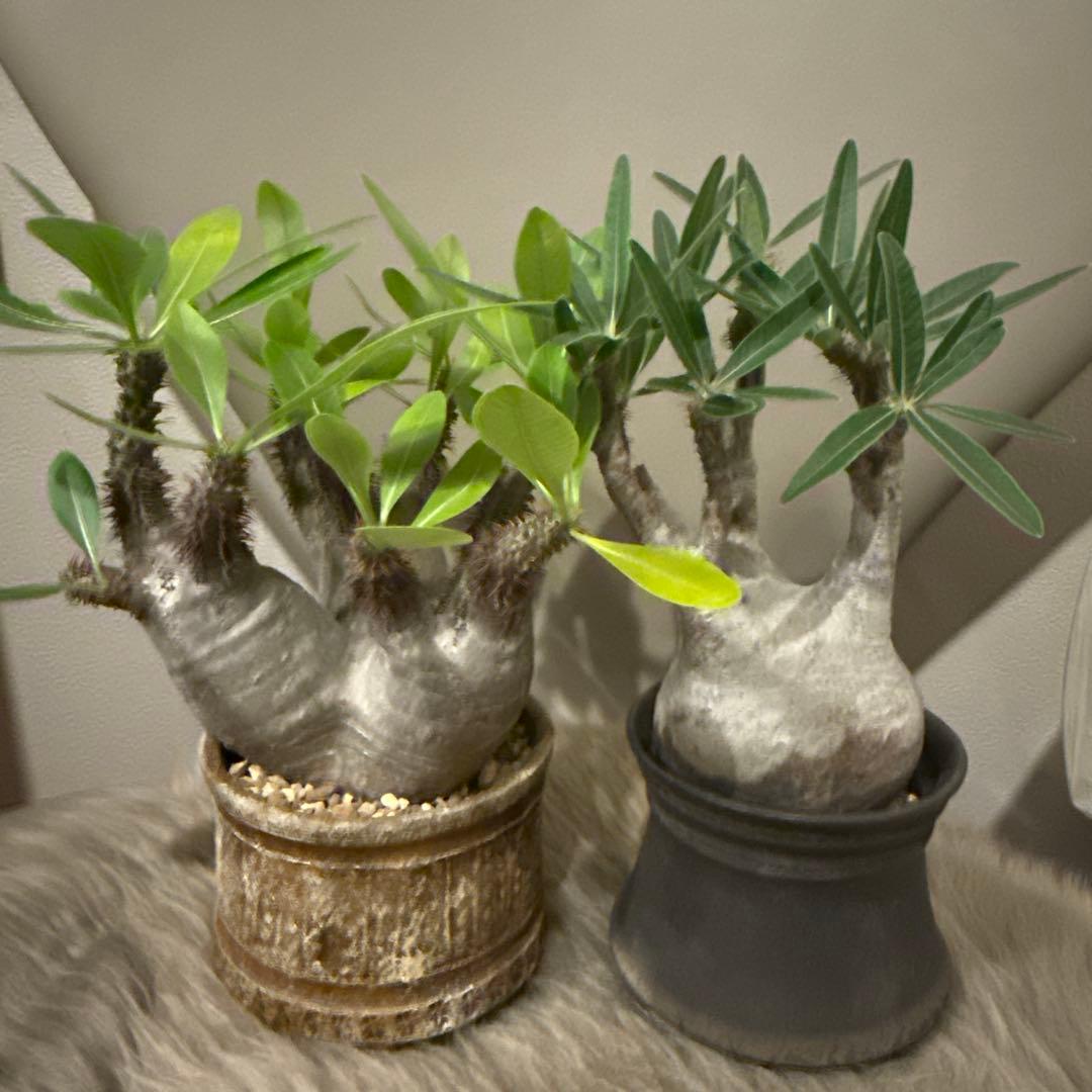 25/5/30出品 パキポディウムグラキリス(現地球) マカイエンセ　セット