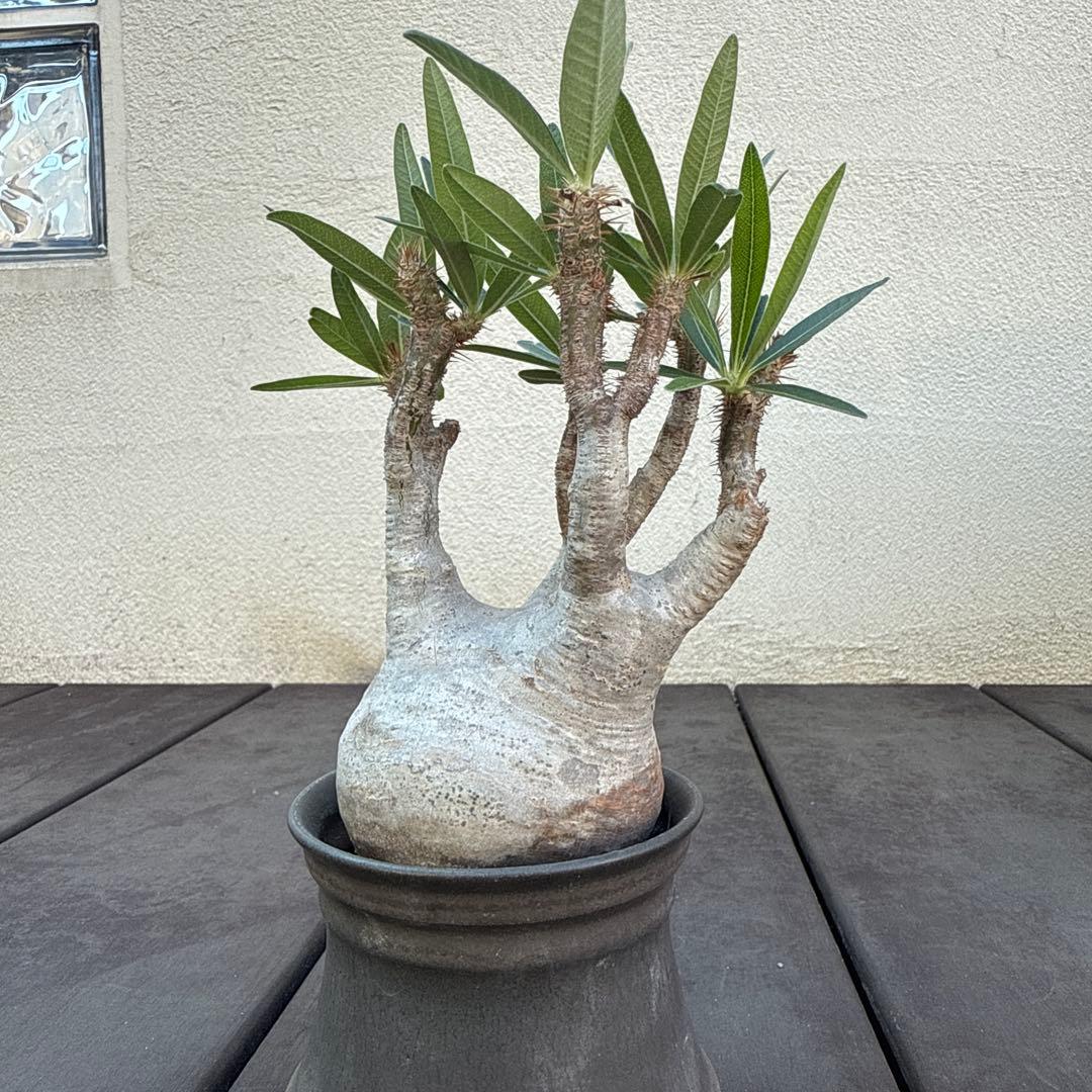 25/5/30出品 パキポディウムグラキリス(現地球) マカイエンセ　セット