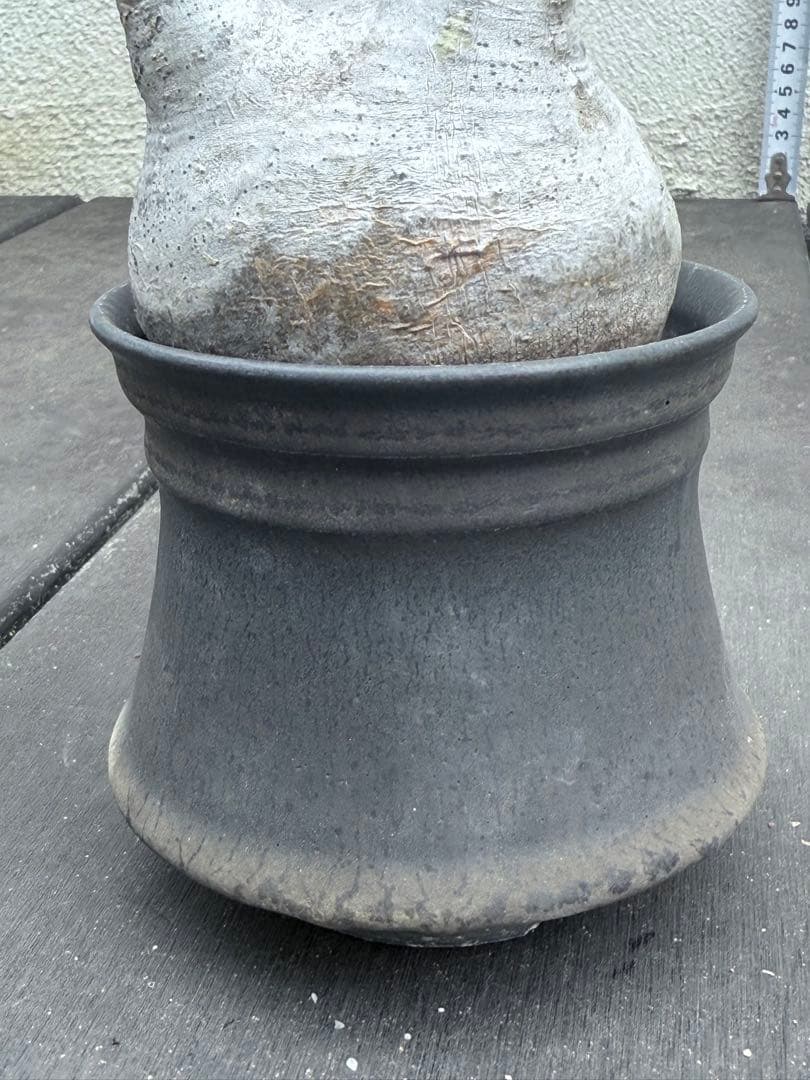 25/5/30出品 パキポディウムグラキリス(現地球) マカイエンセ　セット