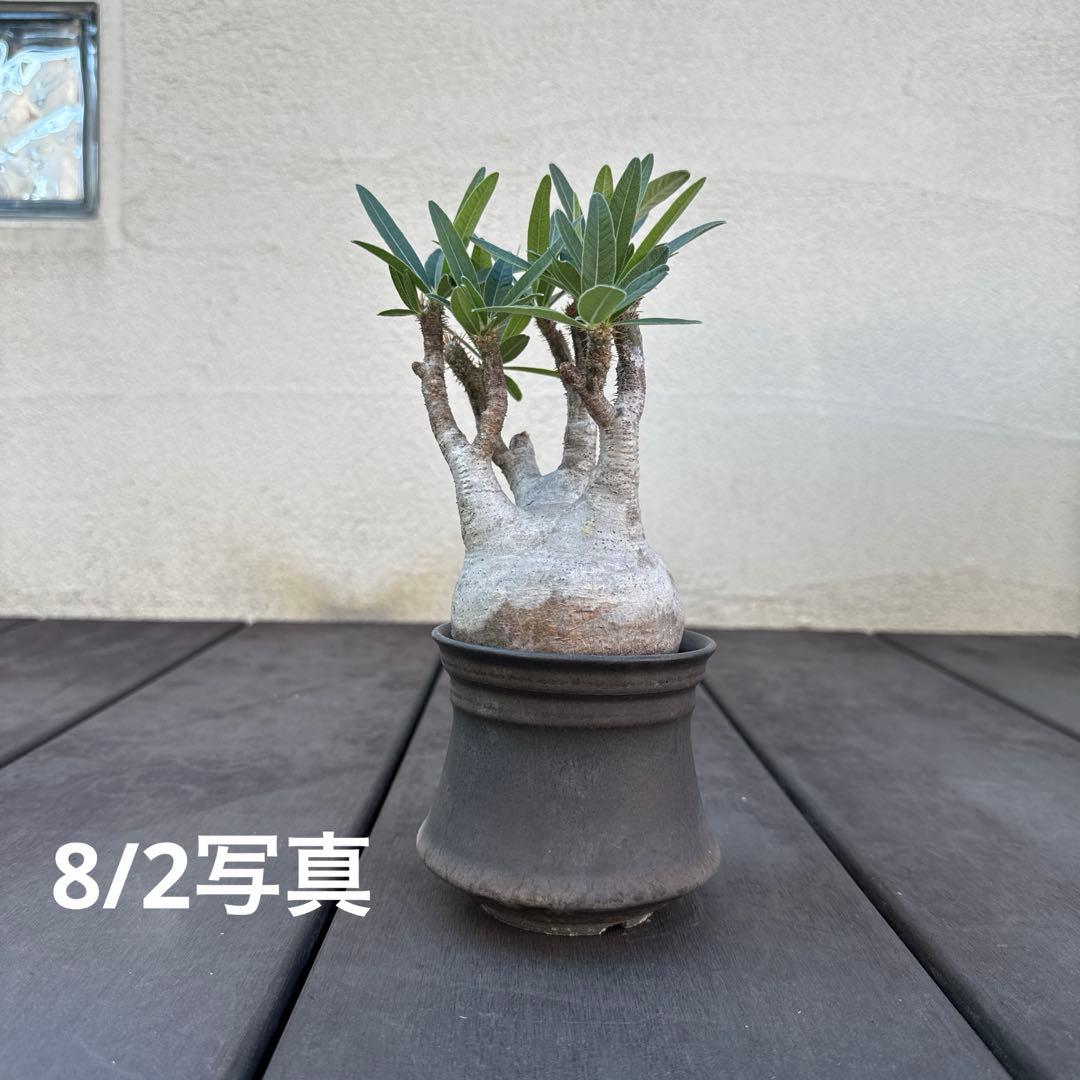 25/5/30出品 パキポディウムグラキリス(現地球) マカイエンセ　セット