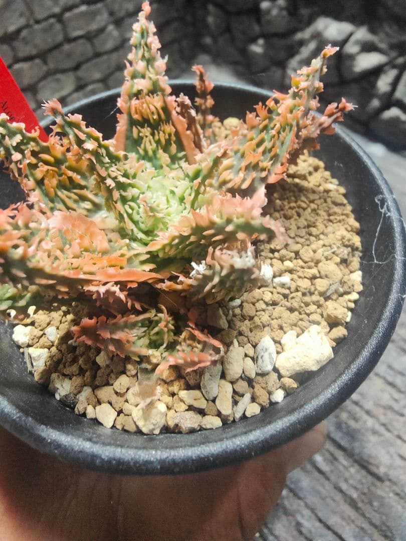 アロエ　TCTハイブリッド ライオンクイーン　赤札　J97