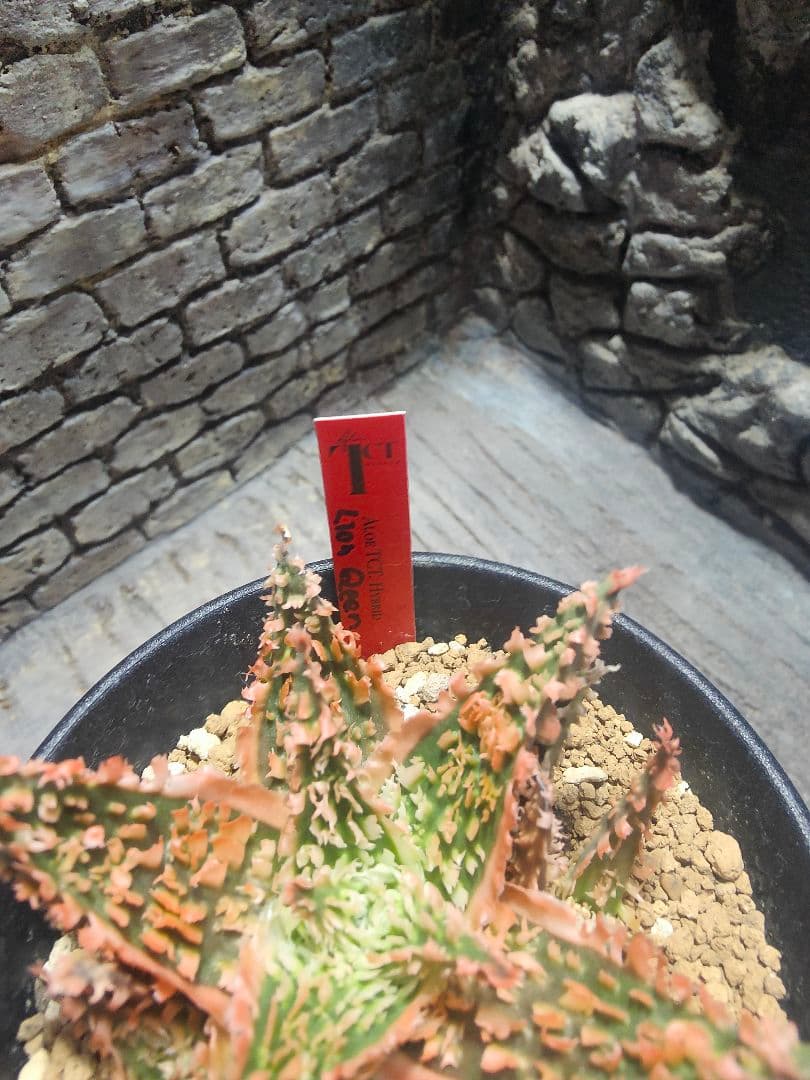 アロエ　TCTハイブリッド ライオンクイーン　赤札　J97