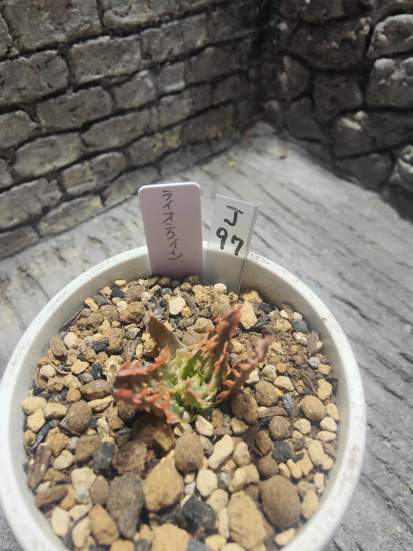 アロエ　TCTハイブリッド ライオンクイーン　赤札　J97