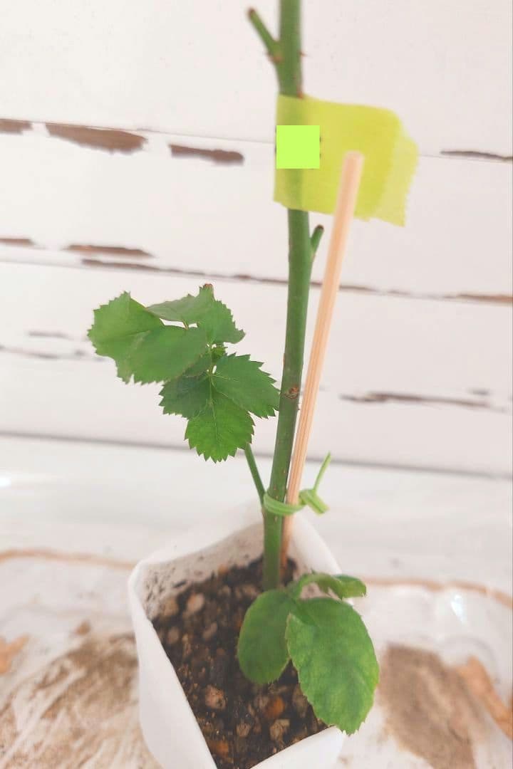 レア❀専用❀　2450円 バラ　苗　切り花品種　スミ