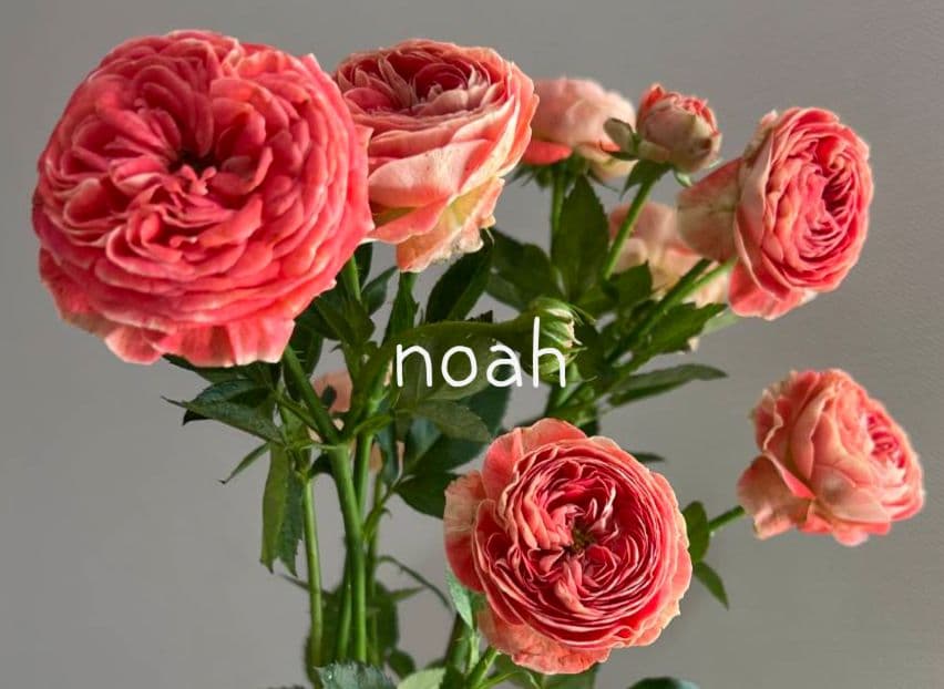 レア❀専用❀　2450円 バラ　苗　切り花品種　スミ