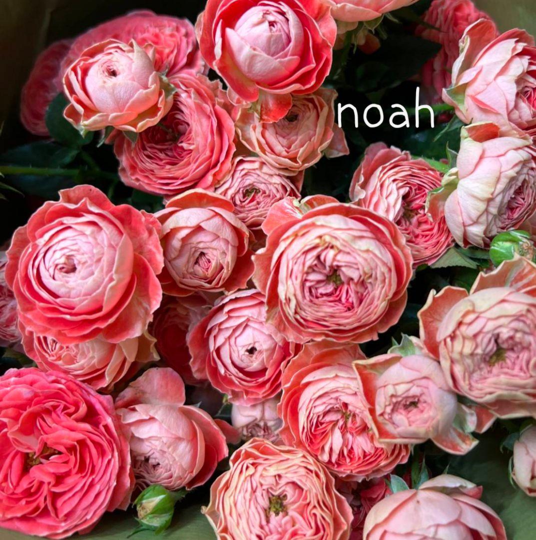 レア❀専用❀　2450円 バラ　苗　切り花品種　スミ