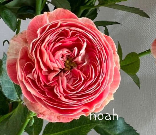 レア❀専用❀　2450円 バラ　苗　切り花品種　スミ