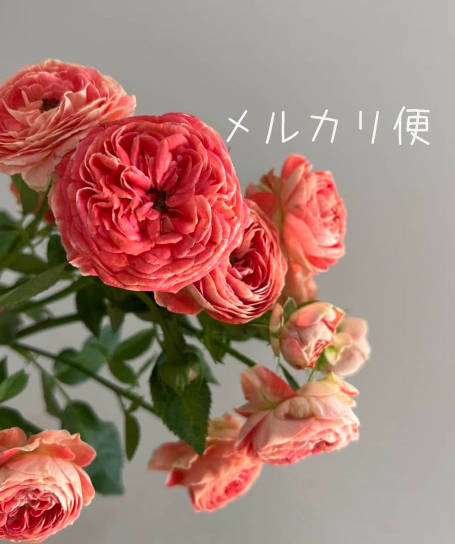 レア❀専用❀　2450円 バラ　苗　切り花品種　スミ