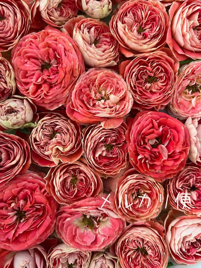 レア❀専用❀　2450円 バラ　苗　切り花品種　スミ