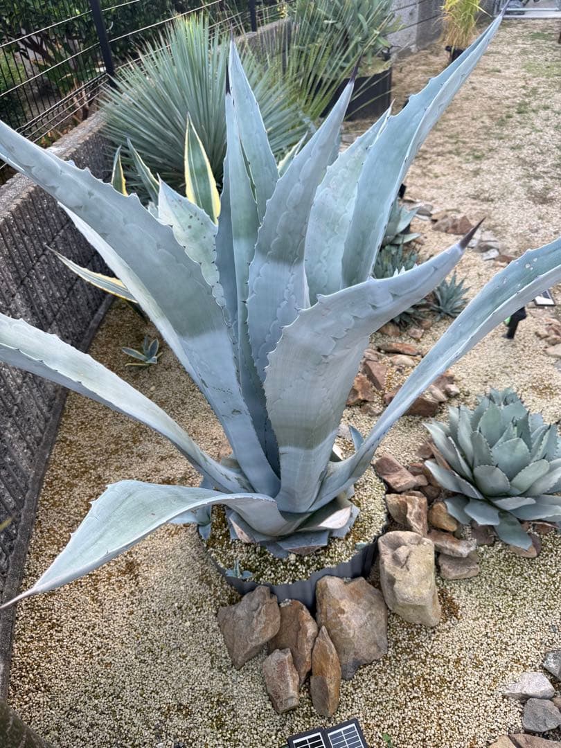 【大型株】ウィンテリアーナ