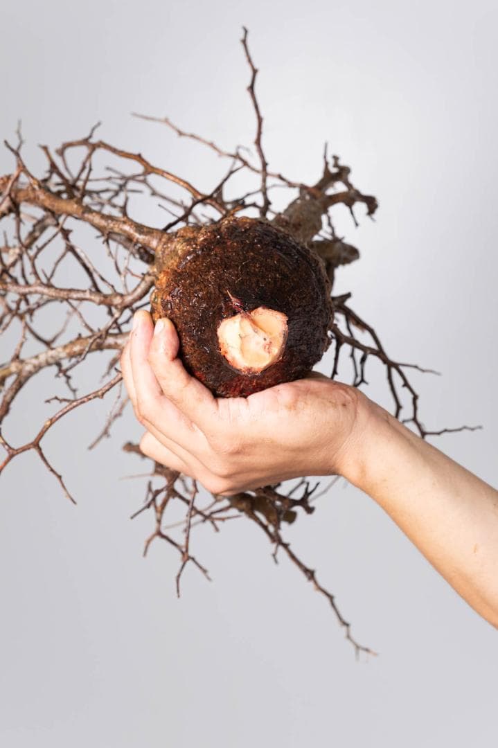 ★本日13時〆 LP56 オペルクリカリア パキプス コーデックス ベアルート株