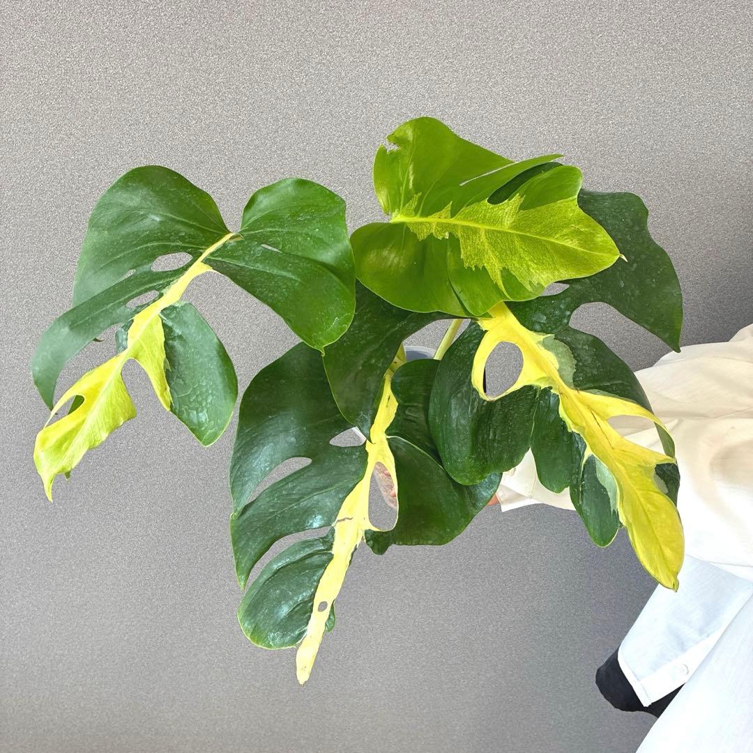 超超絶希少❗️モンステラ　デリシオーサ ホワイト　ラバ✨