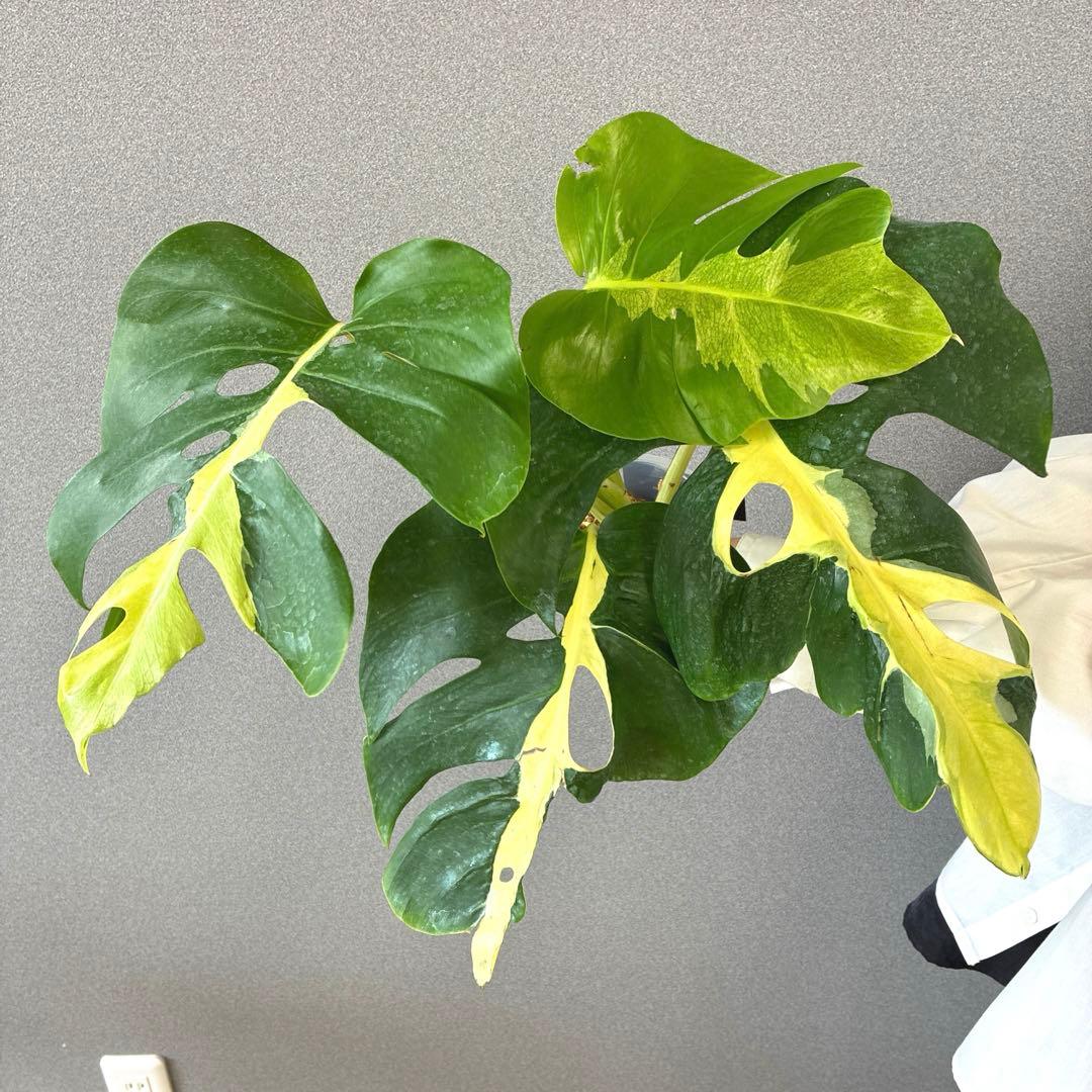 超超絶希少❗️モンステラ　デリシオーサ ホワイト　ラバ✨