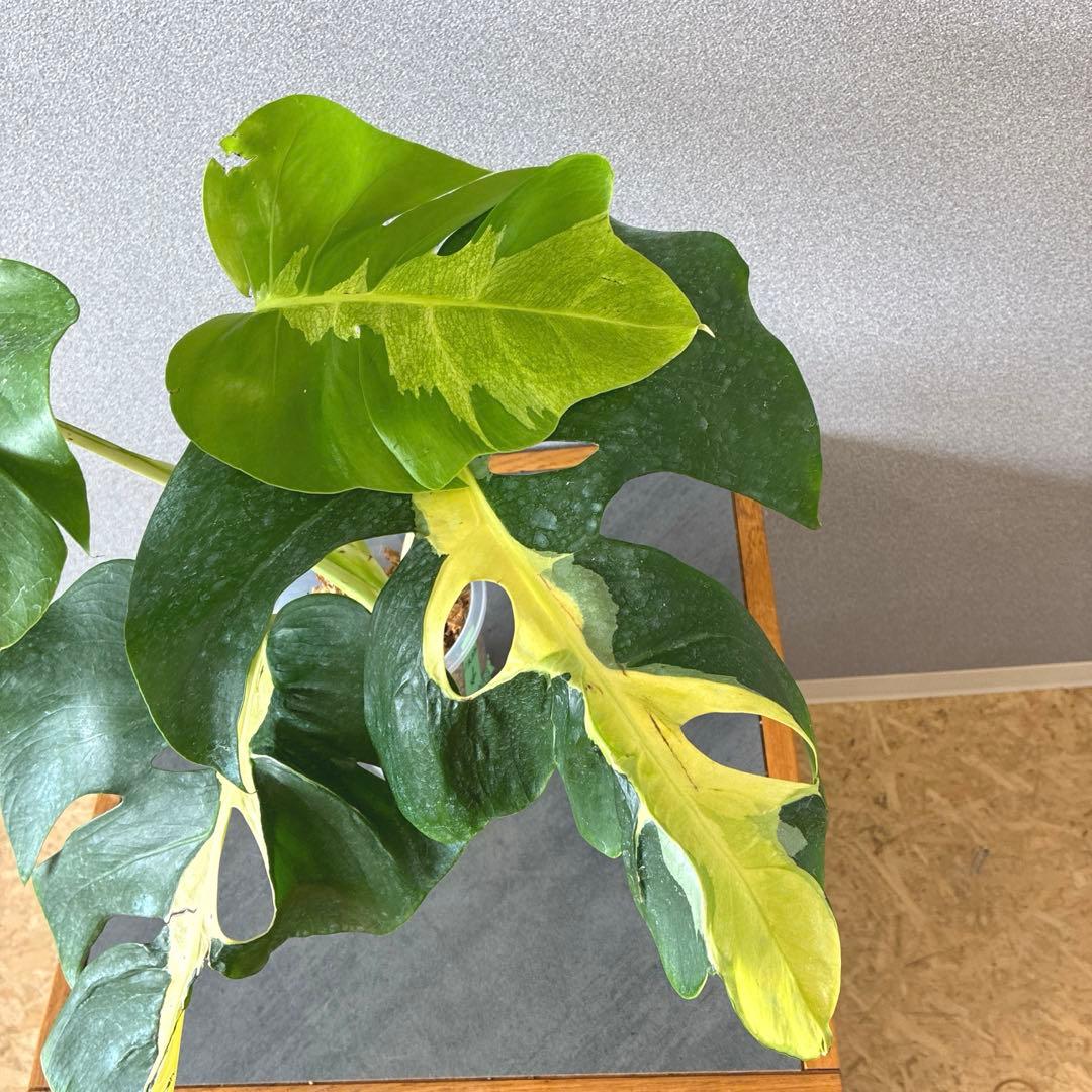 超超絶希少❗️モンステラ　デリシオーサ ホワイト　ラバ✨