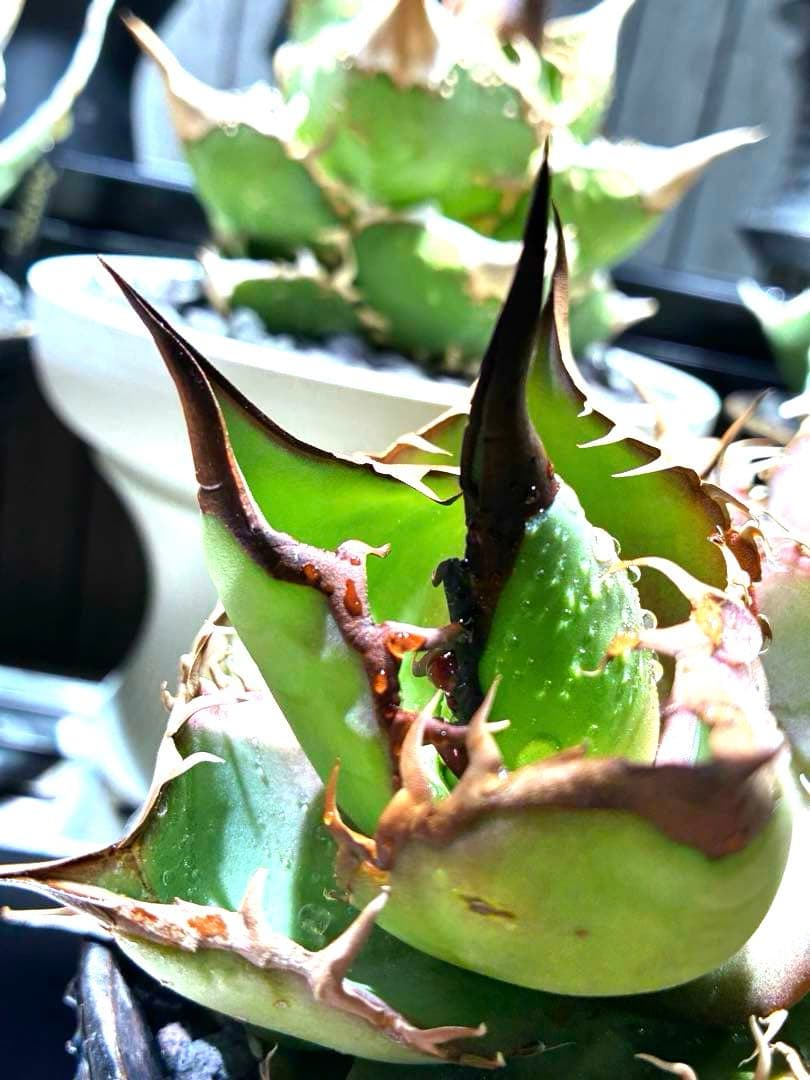 アガベ オテロイ　ダブルヘッド　超ロングスパイン　強鋸歯