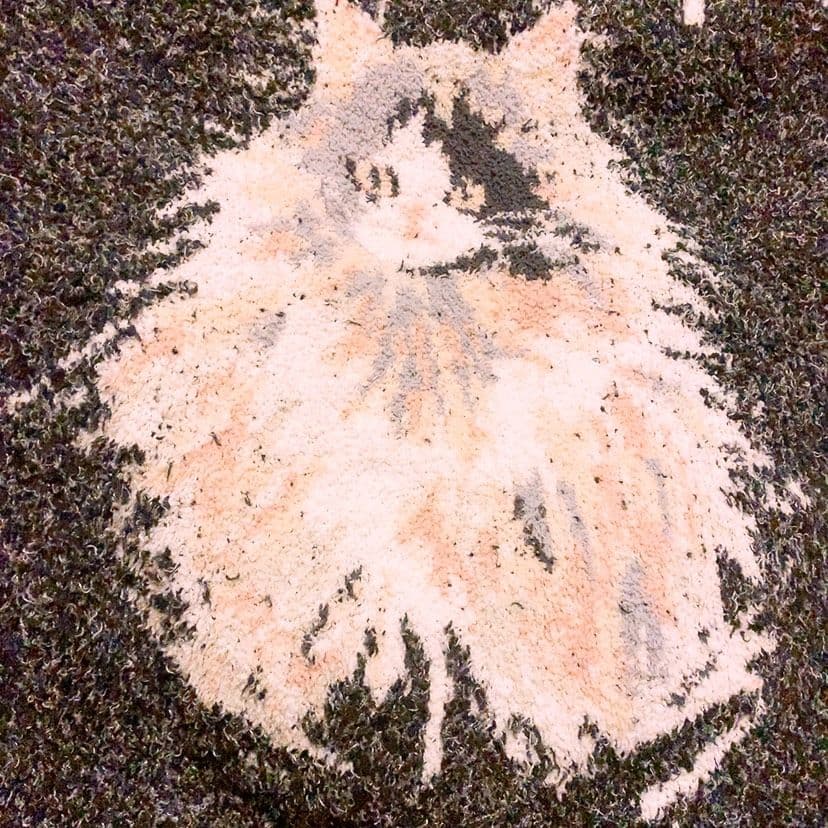 ☆美品☆ジェラートピケ 君の花になる 8LOOM メランジキャット 上下セット