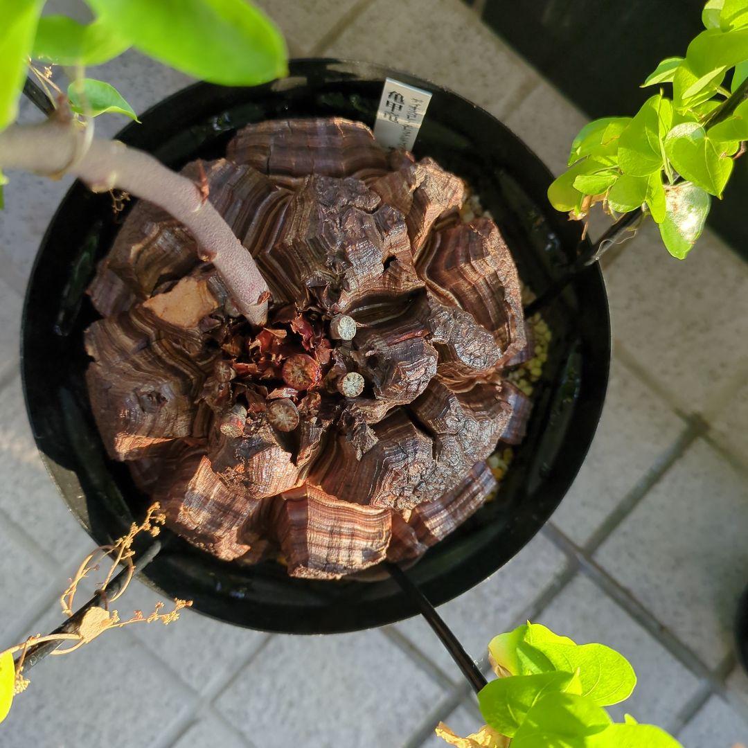 【2/10まで30000円値下げ】【極上品】アフリカ亀甲竜　綺麗な円形です。