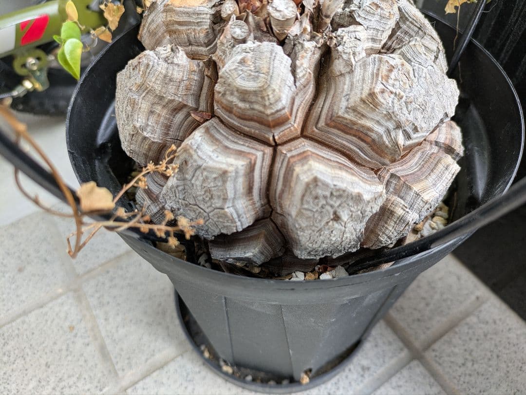 【2/10まで30000円値下げ】【極上品】アフリカ亀甲竜　綺麗な円形です。