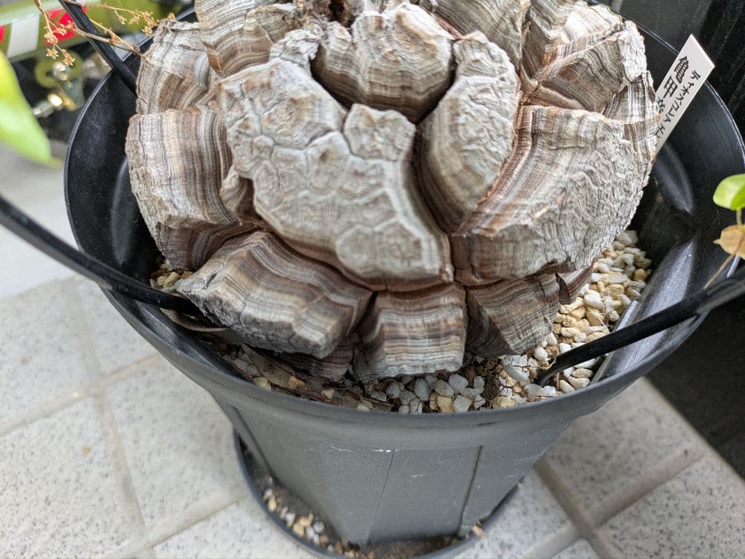 【2/10まで30000円値下げ】【極上品】アフリカ亀甲竜　綺麗な円形です。