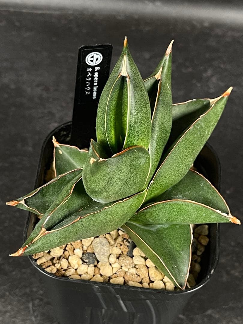 EMP サンセベリア オペラハウス / SA307