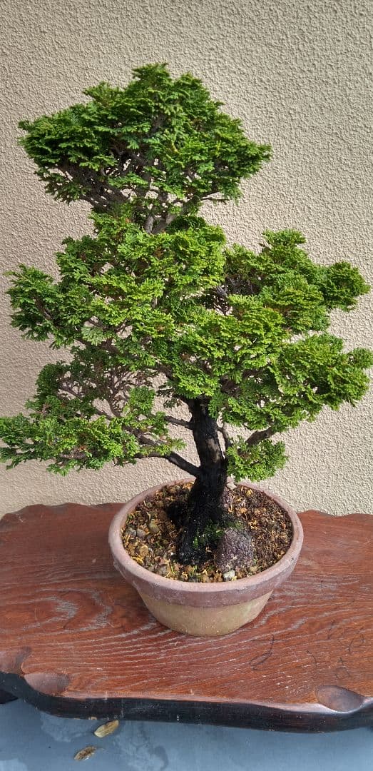 貴風盆栽津山檜