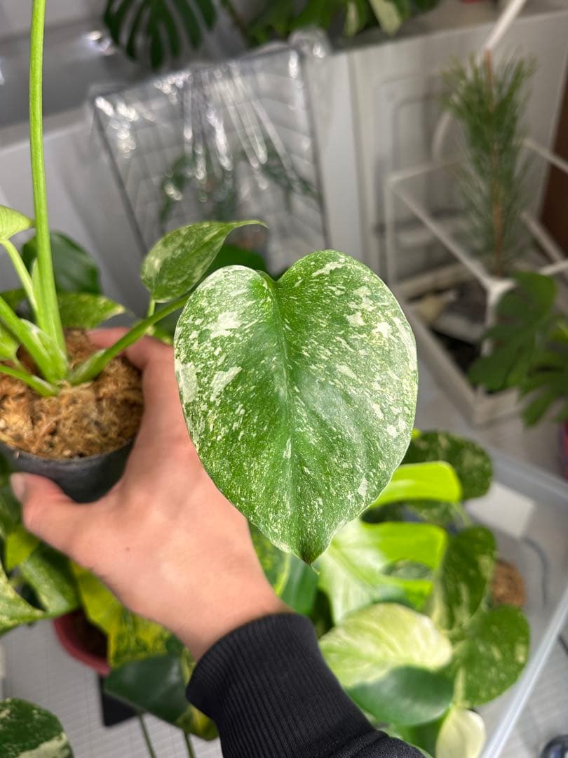 モンステラ グリーンスノー TC株 順化済み 3号株