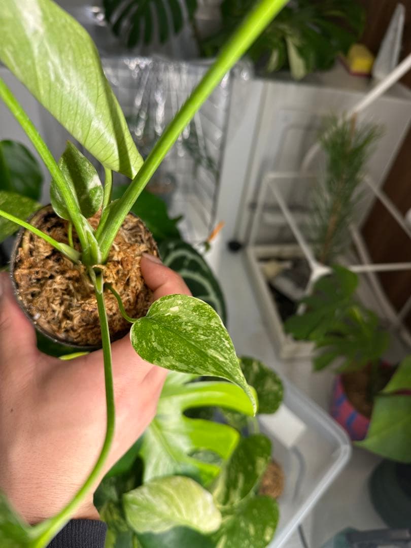 モンステラ グリーンスノー TC株 順化済み 3号株