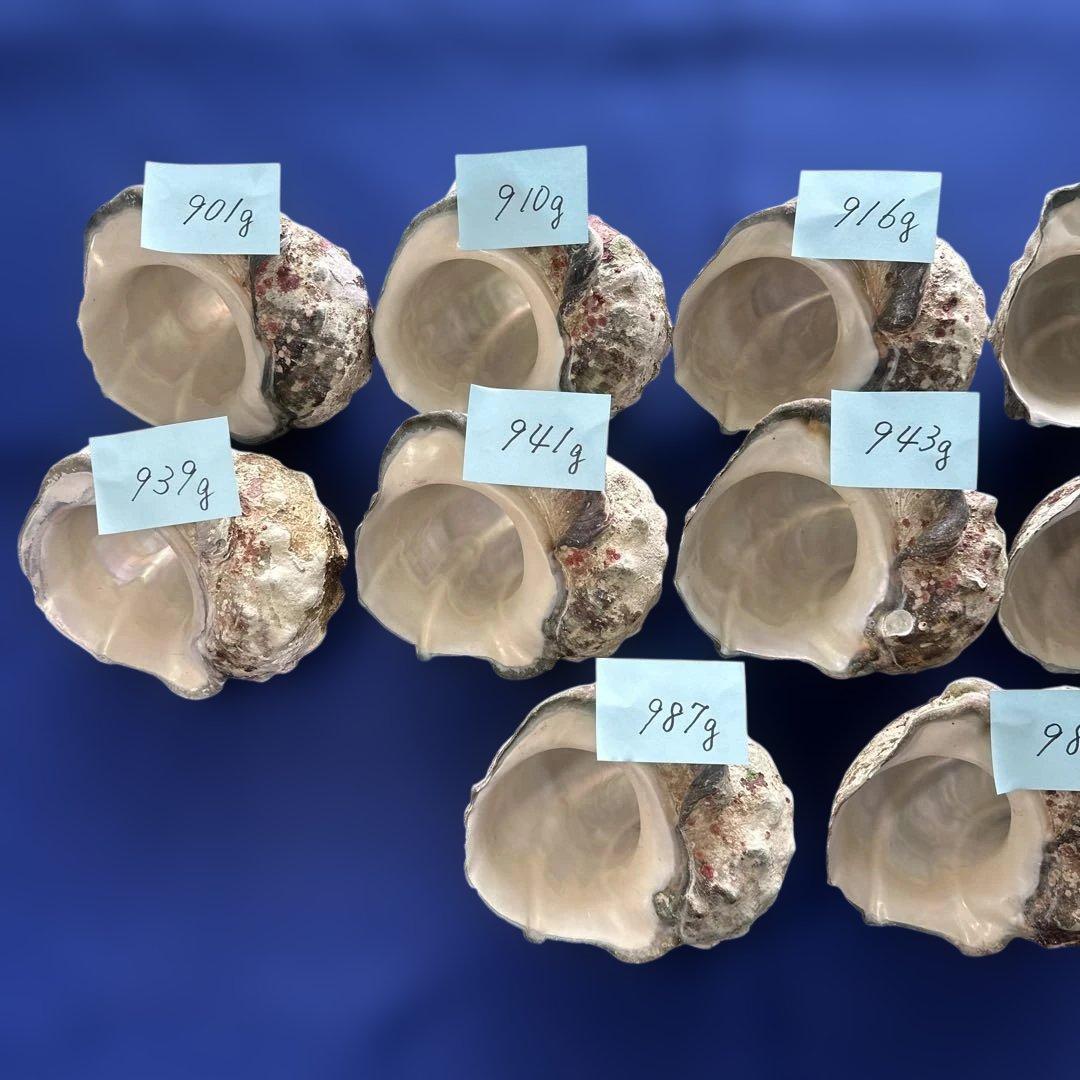 夜光貝　ヤコウ貝　まとめ売り　12個　11、2kg アクセサリー　ルアー