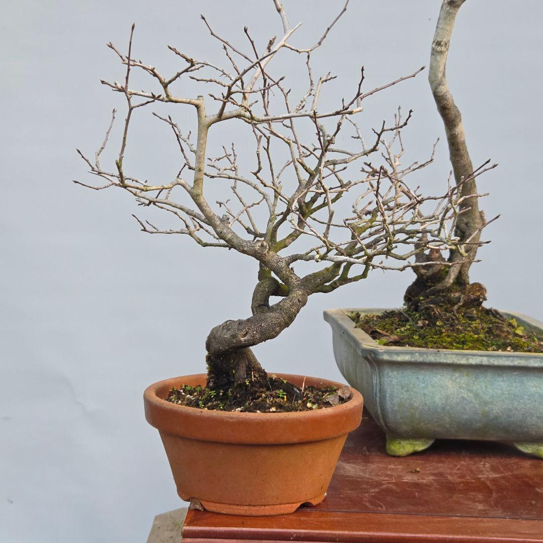 老爺柿　[双幹文人木/子付き]　大品盆栽 オス木付けて　2鉢