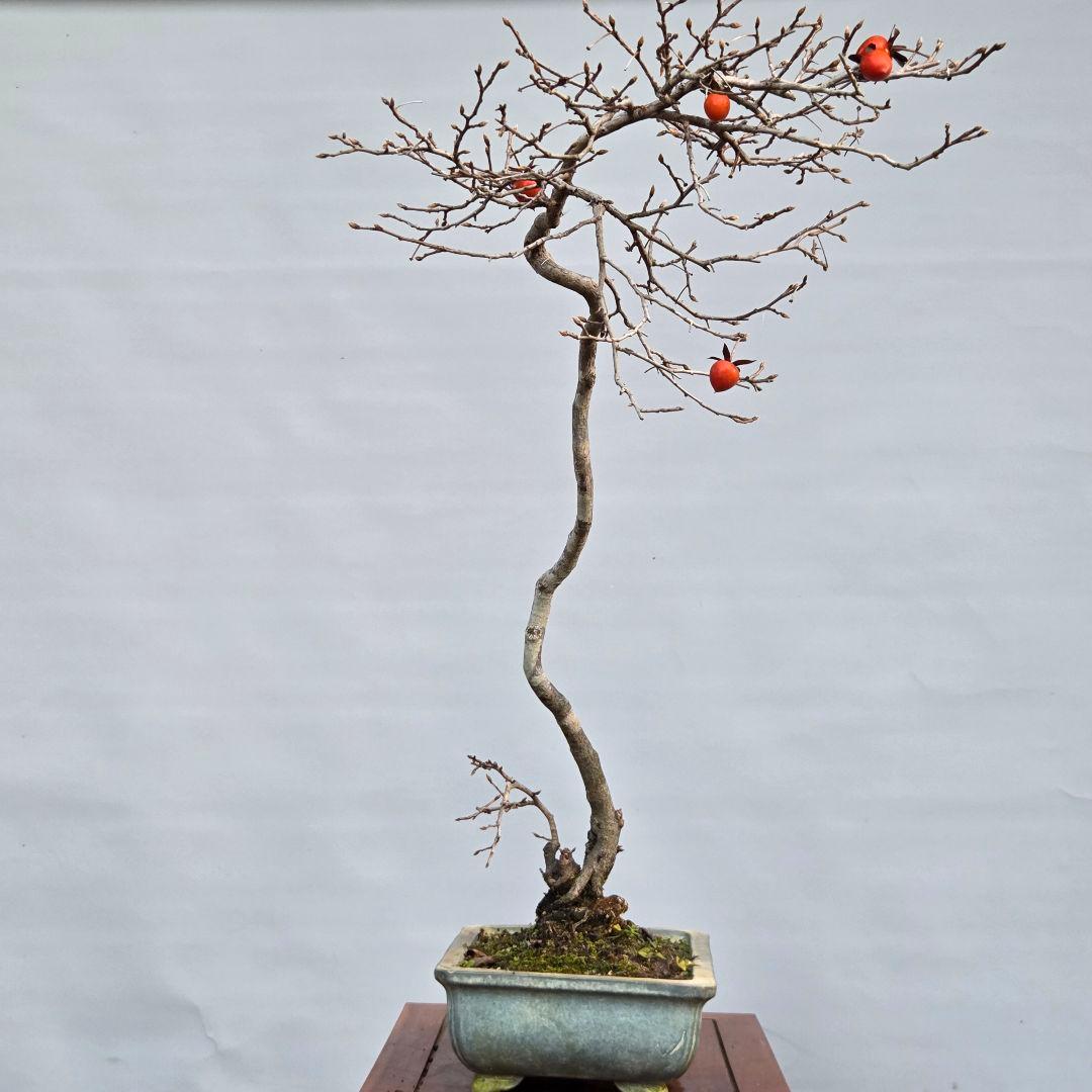 老爺柿　[双幹文人木/子付き]　大品盆栽 オス木付けて　2鉢