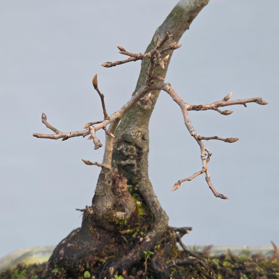 老爺柿　[双幹文人木/子付き]　大品盆栽 オス木付けて　2鉢
