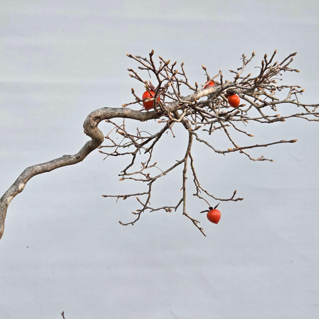 老爺柿　[双幹文人木/子付き]　大品盆栽 オス木付けて　2鉢