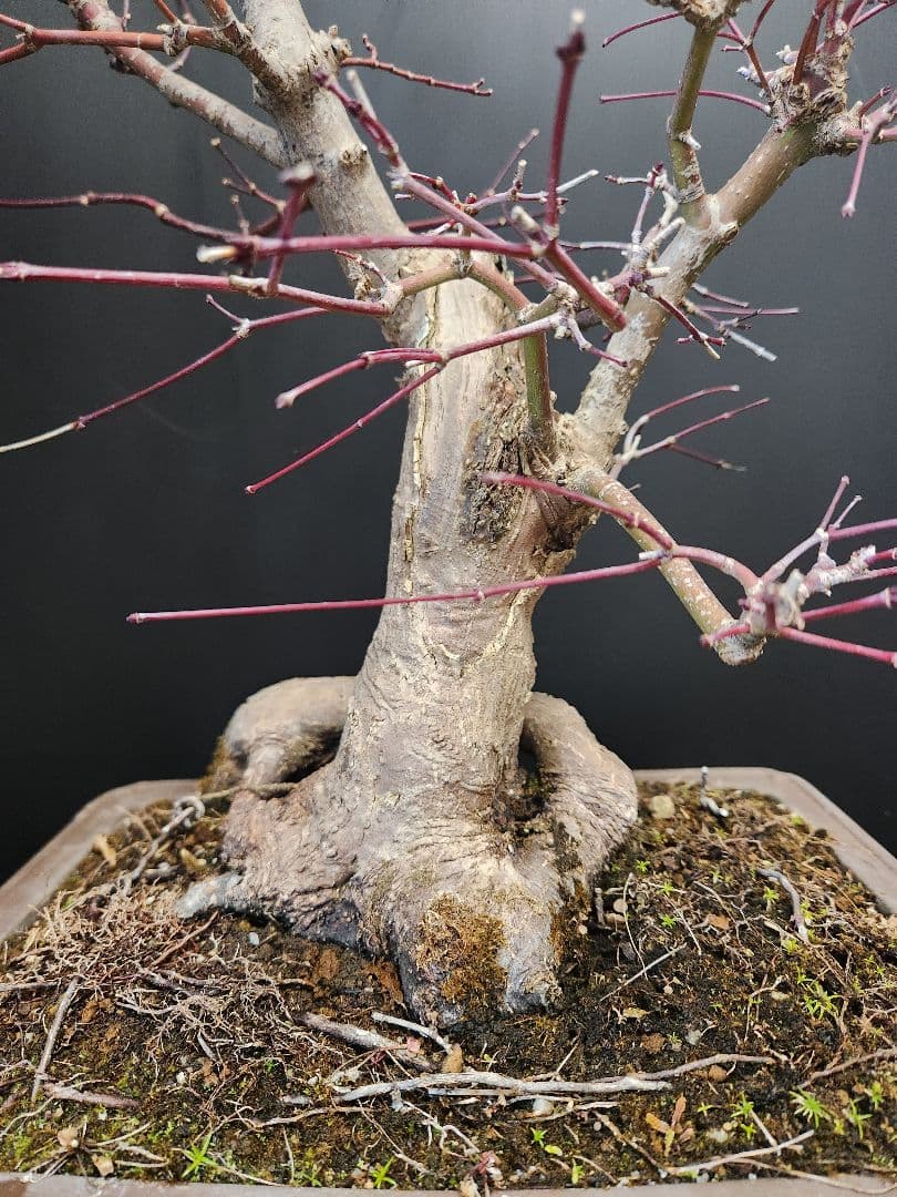 紅葉 もみじ 紅葉盆栽 もみじ盆栽 楓 カエデ