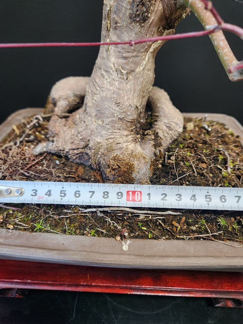 紅葉 もみじ 紅葉盆栽 もみじ盆栽 楓 カエデ