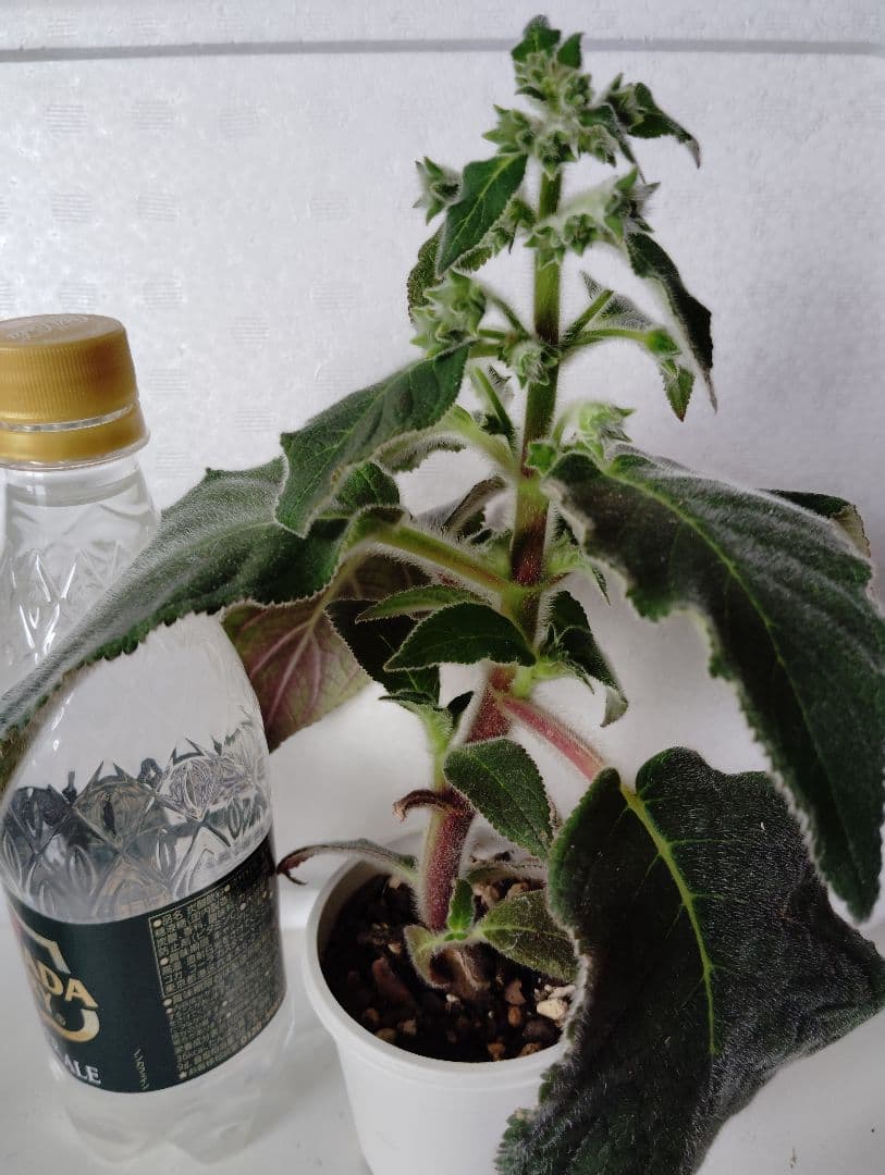 ロビンママ様確認用、ジャーデンデモネと筒アナナス