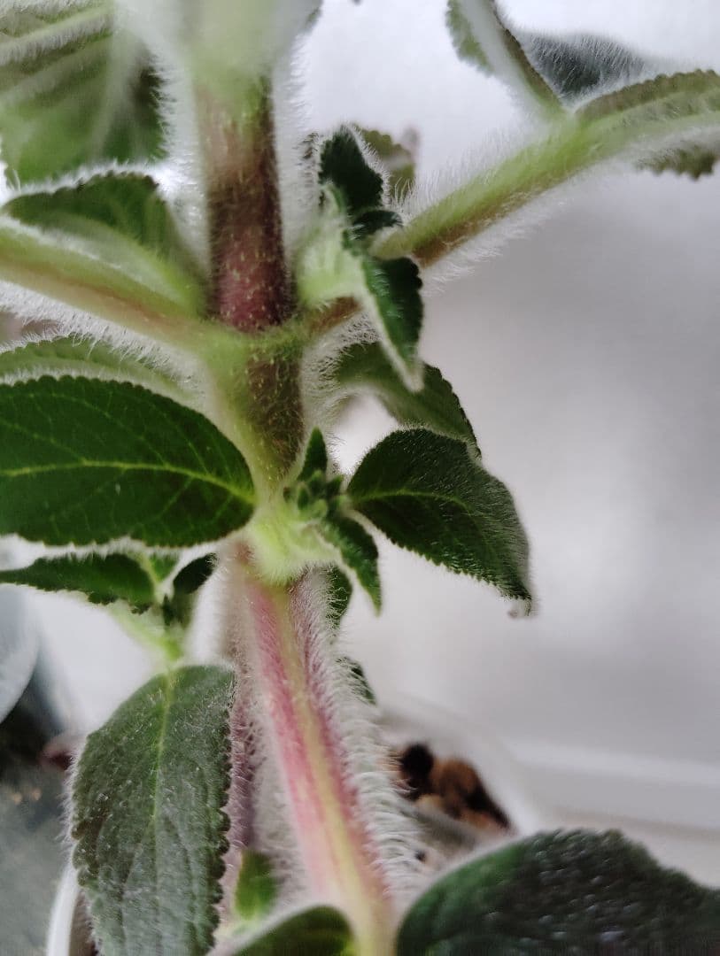 ロビンママ様確認用、ジャーデンデモネと筒アナナス