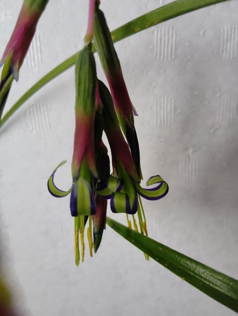 ロビンママ様確認用、ジャーデンデモネと筒アナナス