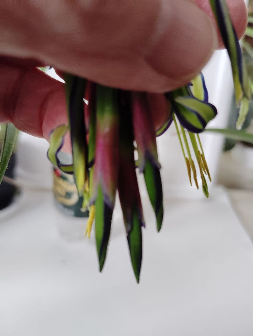 ロビンママ様確認用、ジャーデンデモネと筒アナナス