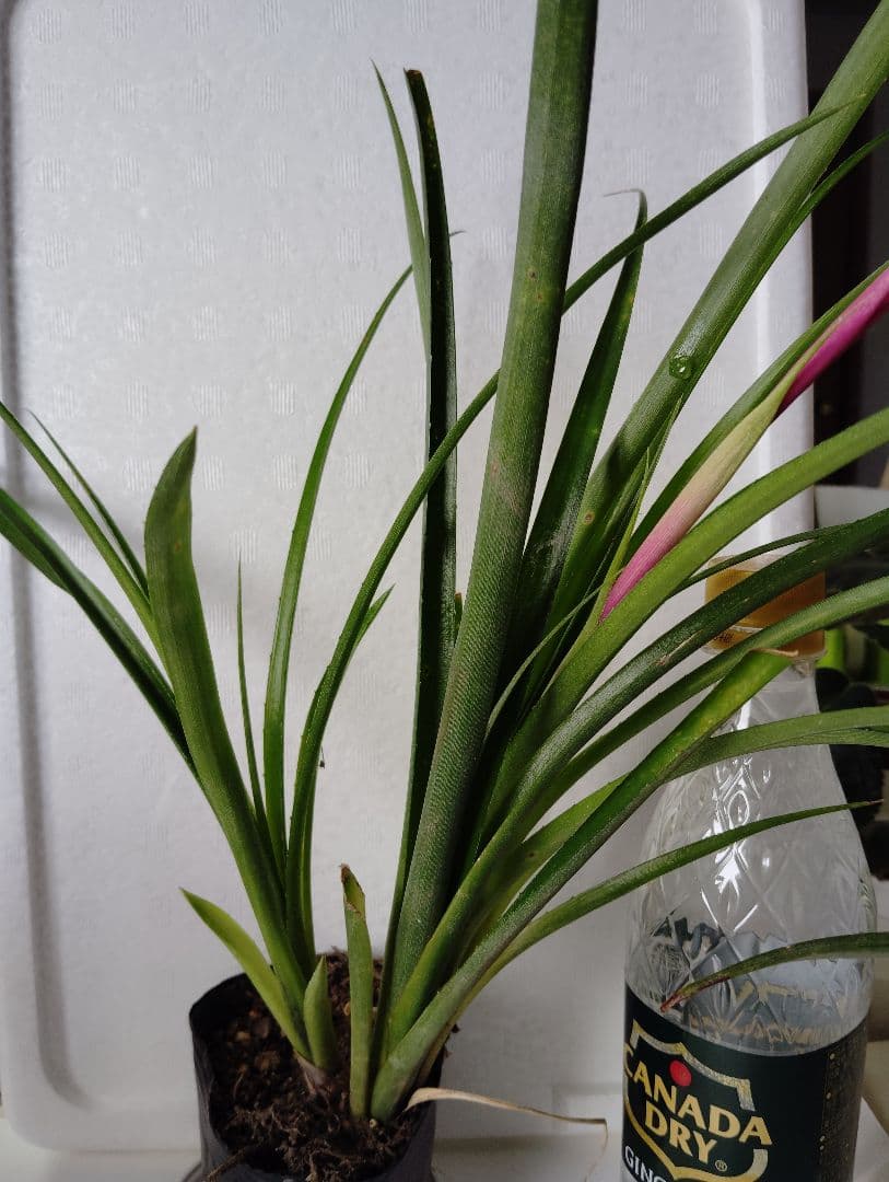 ロビンママ様確認用、ジャーデンデモネと筒アナナス