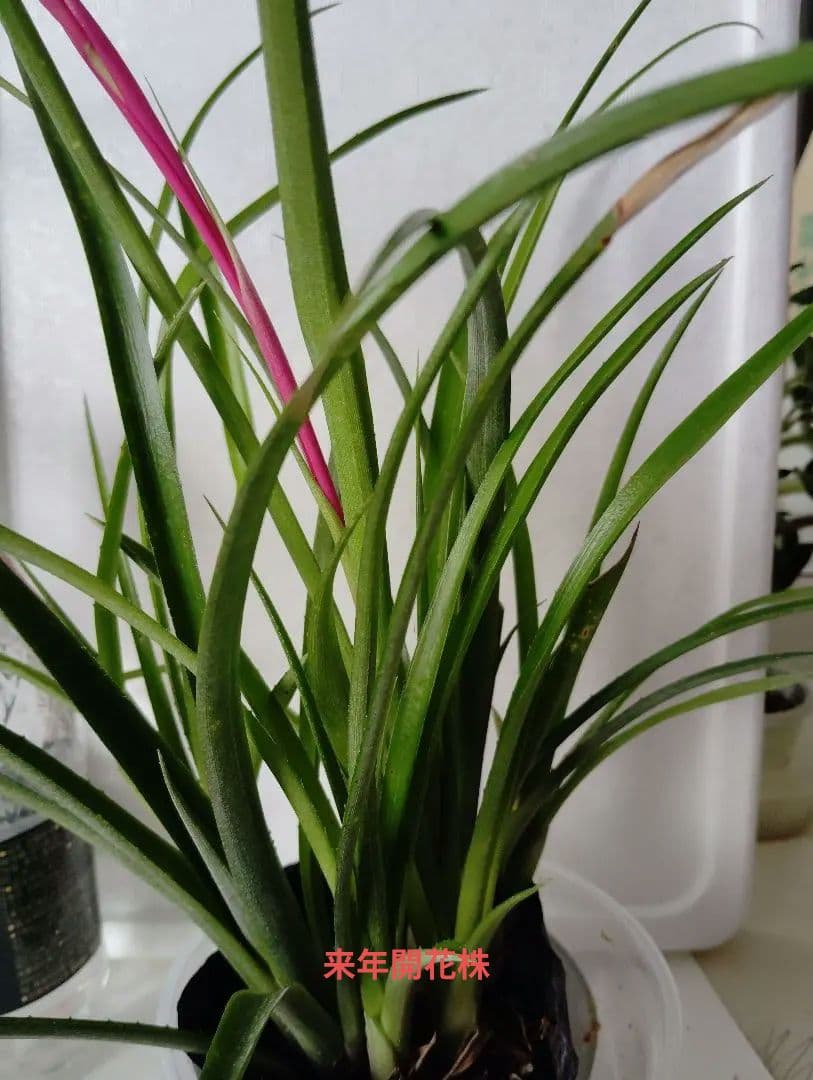 ロビンママ様確認用、ジャーデンデモネと筒アナナス